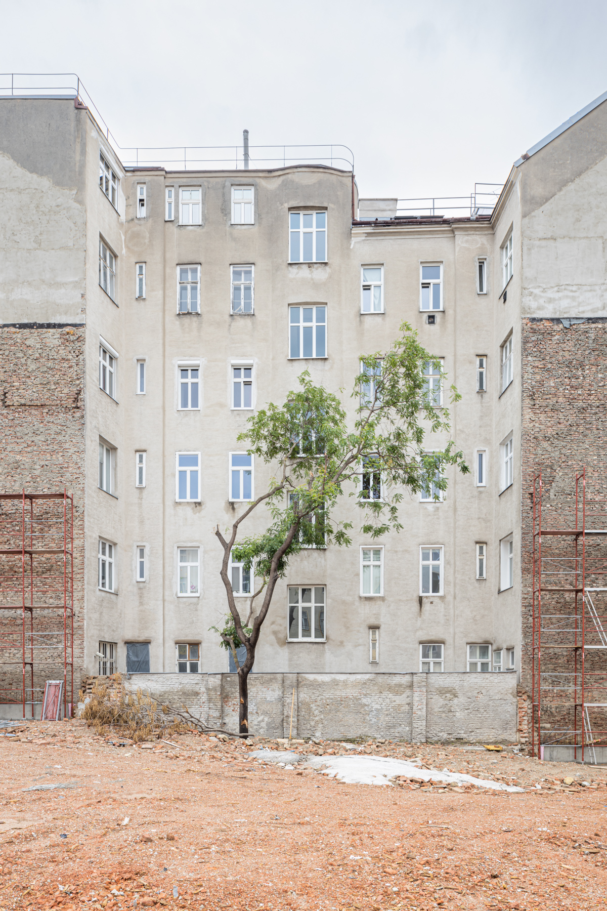 Bäume, urban
